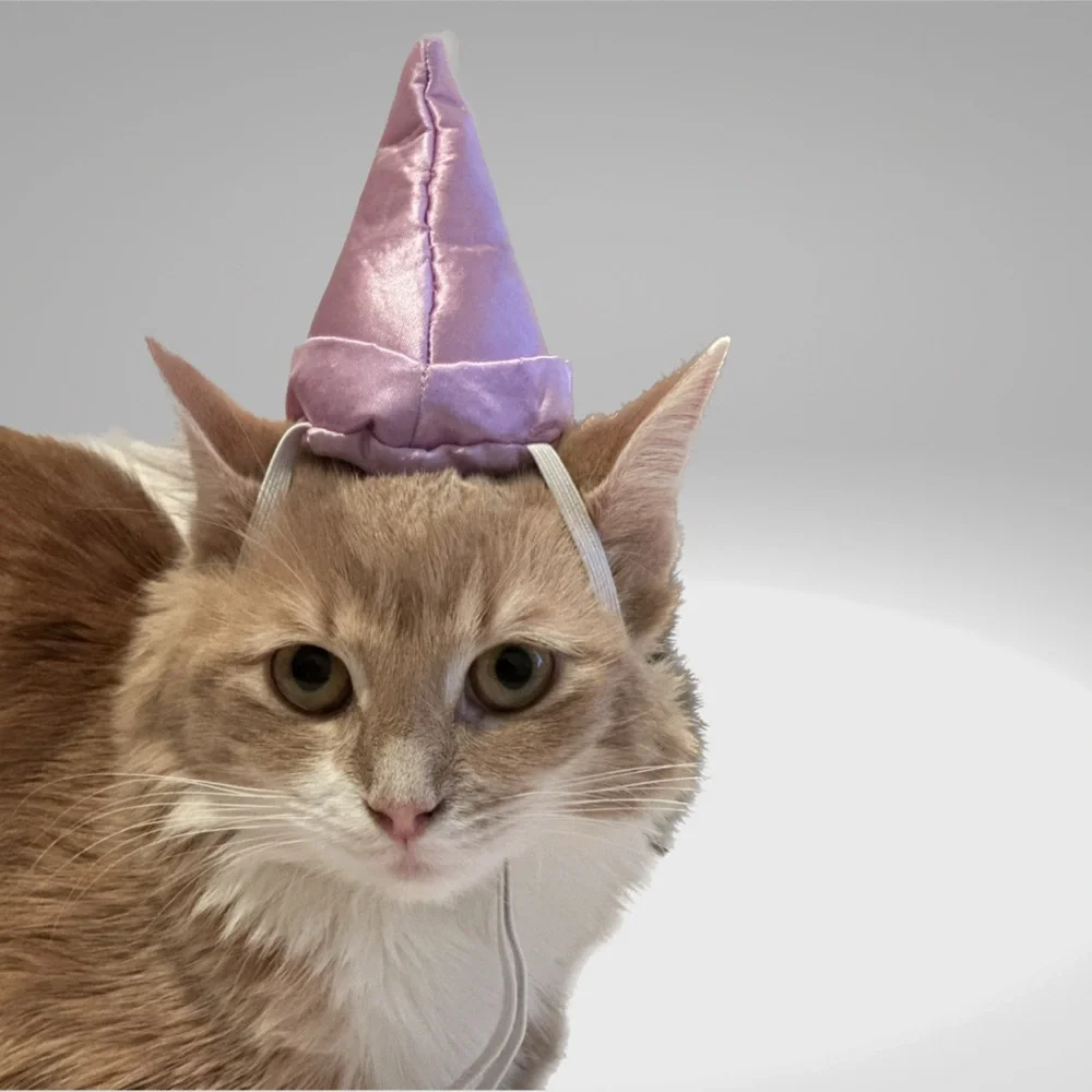 Cat princess Halloween costume